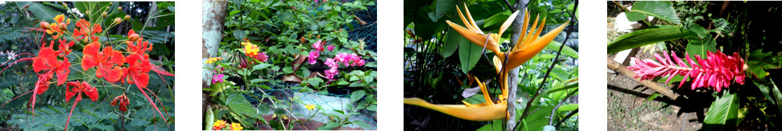 Images of September flowers in
        tropical backyard