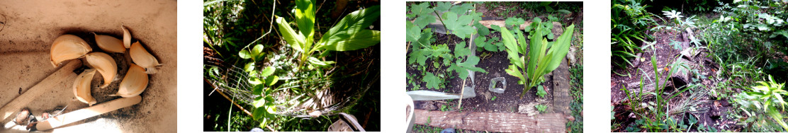 Images of garlic planted in tropical
        backyard