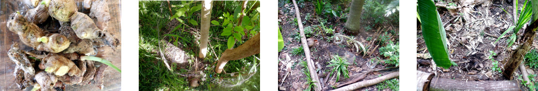 Images of sprouting ginger from
        kitchen planted in tropical backyard
