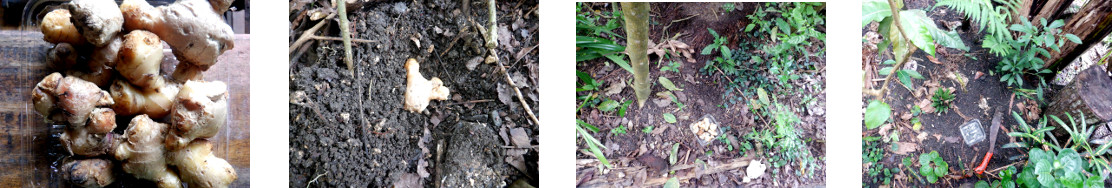 Images of ginger planted in tropical
        backyard