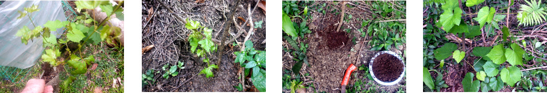 Images of grape cuttings planted in
        tropical backyard