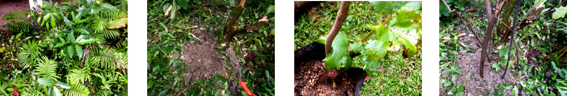 Images of grape seedling transplanted
        in tropical backyard