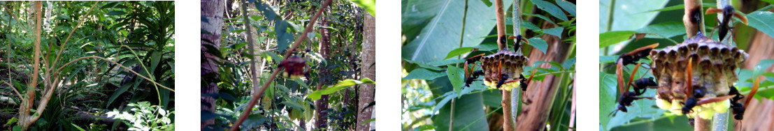 Images of Paper Wasp's nest in
        tropical backyard