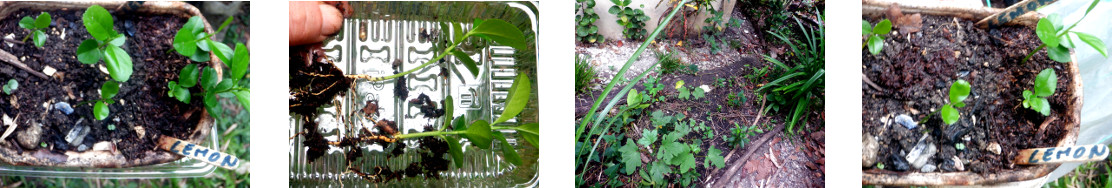 Images of lemon seedlings transplanted
        in tropical backyard garden