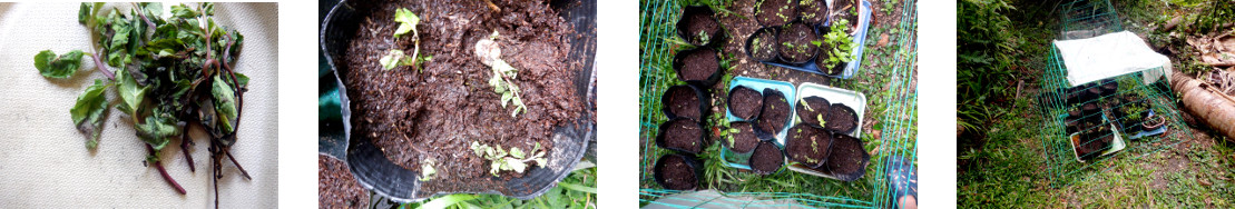 Images of kitchen mint potted in
        tropical backyard