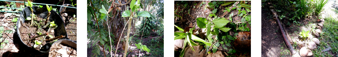 Images of mulberry cuttings in
        tropical backyard