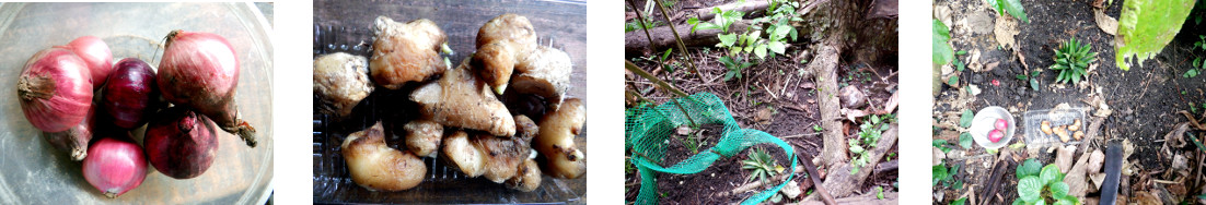 Images of onions and ginger planted in
        tropical backyard