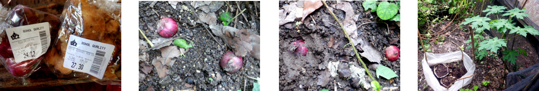 Images of onions planted in tropical
        backyard