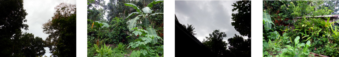 Images of overcast day in tropical
        backyard