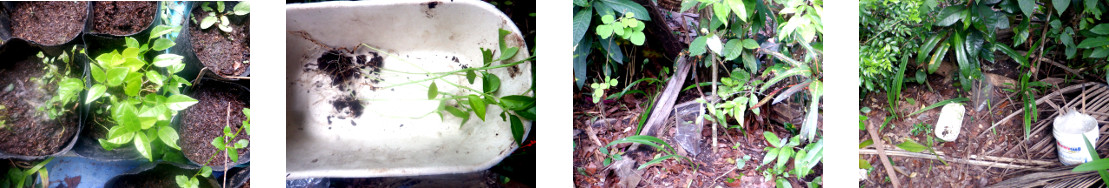 Images of purple passion fruit
        seedlings planted in tropical backyard garden