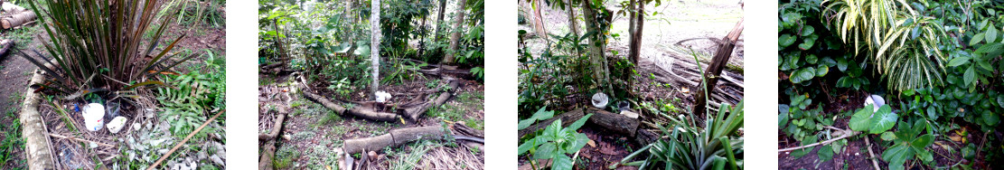 Images of passion fruit seedlings
        planted in tropical backyard garden