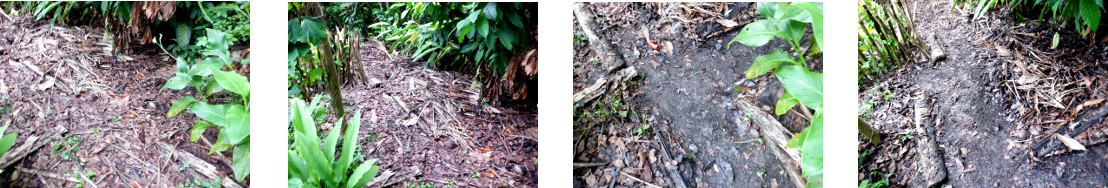 Images of path in tropical backyard
        being cleared of debris