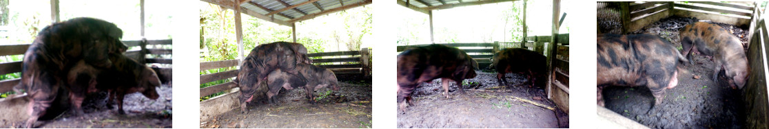 Images of tropical backyard boar and
        sow mating