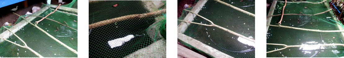 Images of tropical backyard pond
        covered with netting to keep ducks out