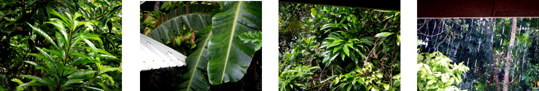 Images of rain in tropical backyard