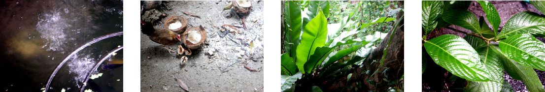 Images of rain in tropical backyard