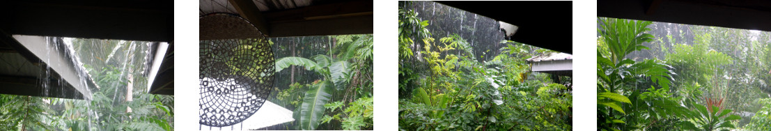 Images of rain in tropical backyard