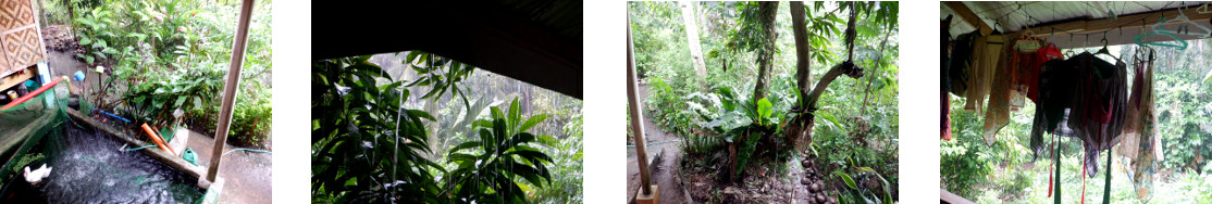 Images of rain in tropical backyard