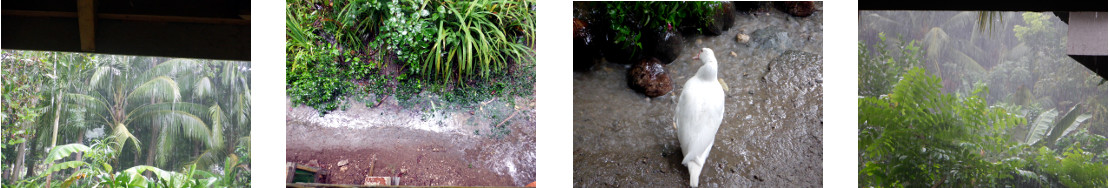 Images of rain in tropical backyard