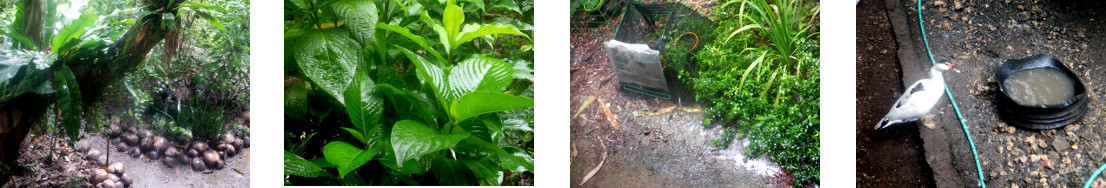 Images of rain in tropical backyard