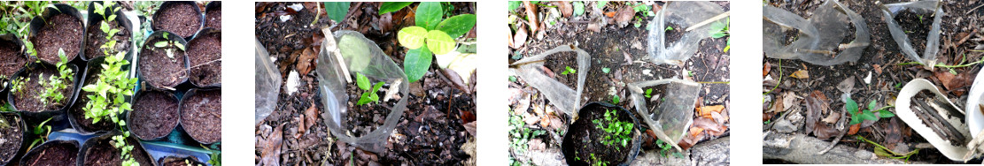 Images of seedlings transplanted in
        tropical backyard