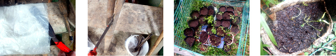 Images of distressed seedlings in
        tropical backyard