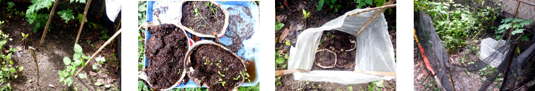 Images of distressed seedlings transplanted in tropical
        backyard