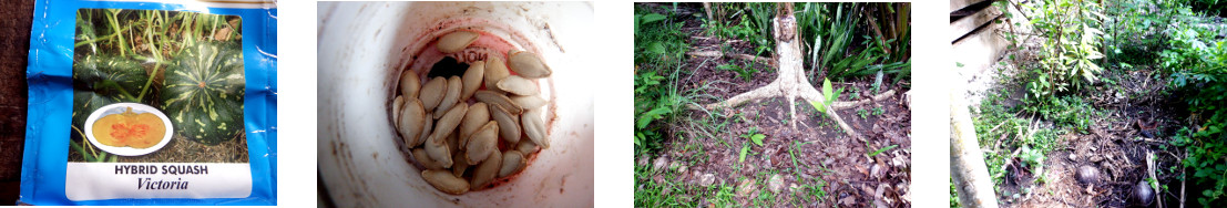 Images of squash seeds planted in
        tropical backyard garden