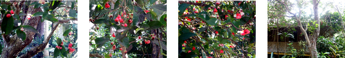 Images of tropical tree fruiting