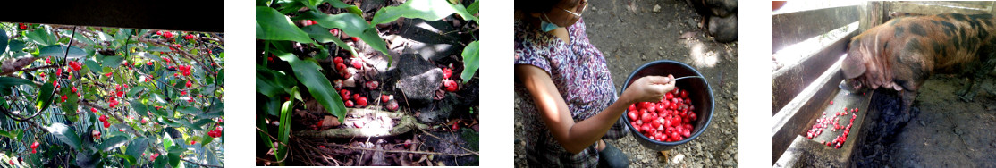 Images of windfall in tropical
        backyard fed to pig