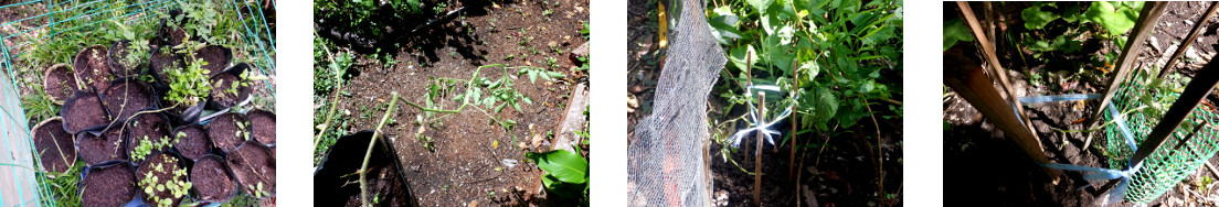 Images of tomato seedlings planted in
        tropical backyard