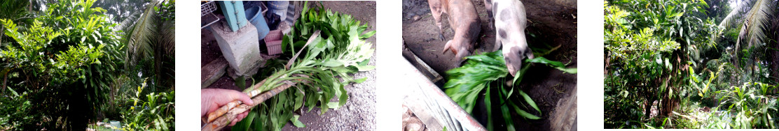 Images of fortune trees trimmed and
        fed to pigs in tropical backyard