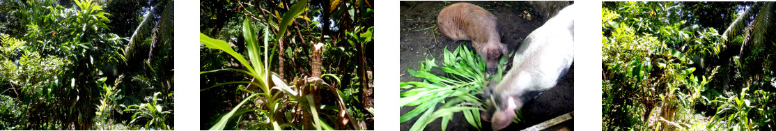 Images of trees trimmed and fed to
        pigs in tropical backyard