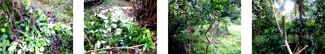 Images of trimming and composting in
        tropical backyard