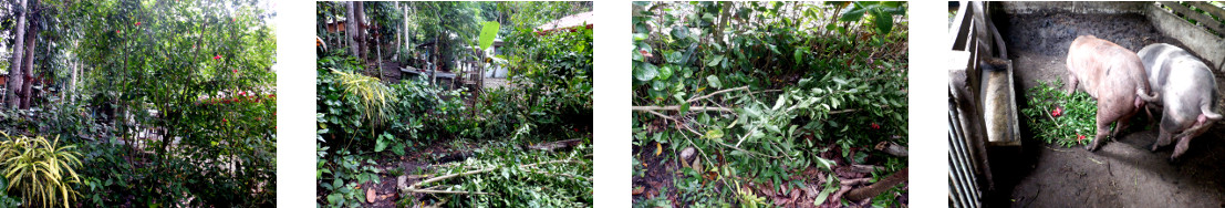Images of hedge trimming in tropical
        backyard