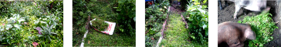 Images of trimmed path in tropical
        backyard