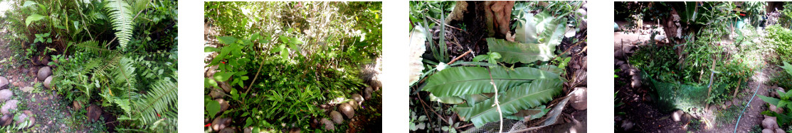 Images of trimming and composting in
        tropical backyard