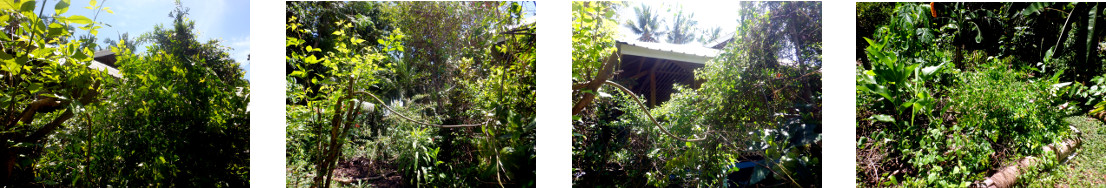 Images of trimming and composting in
        tropical backyard