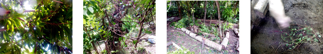 Images of garden waste being fed to
        tropical backyard pig
