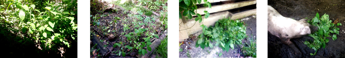 Images of tropical garden patch cleared and waste
            fed to pig
