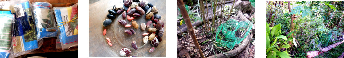 Images of edible vine seeds planted in
        tropical backyard garden
