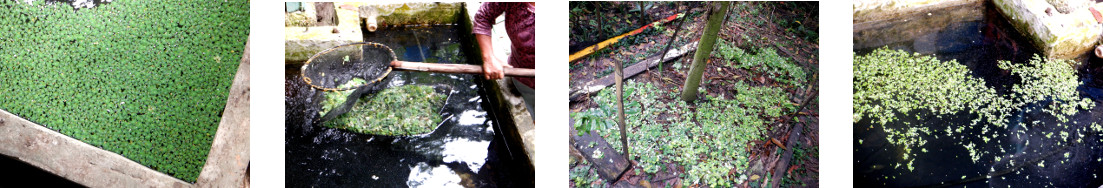 Images of tropical backyard reservoir
        cleared and seeded with azola and duckweed