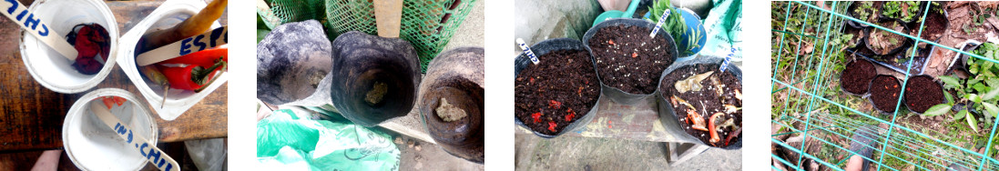 Images of various pepper seeds potted in
        tropical backyard