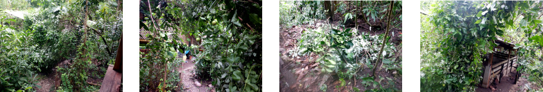 Images of fallen branches in tropical
        backyard tidied up