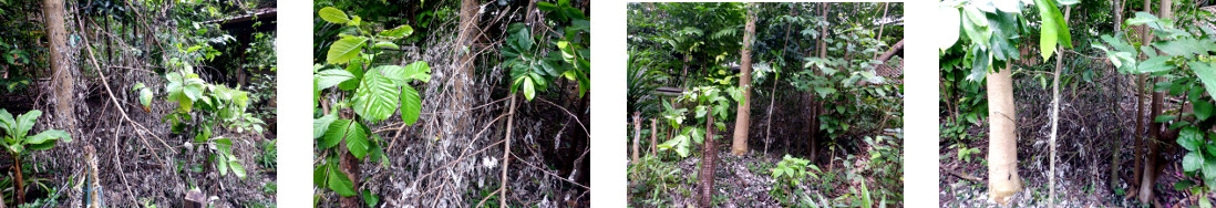 Imjages of storm debris cleared from
        tropical backyard