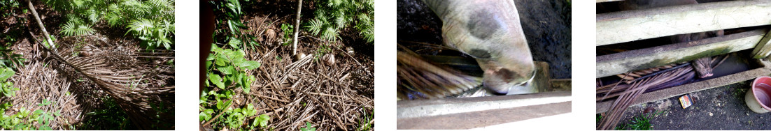 Images of fallen branch cleared from
        tropical backyard