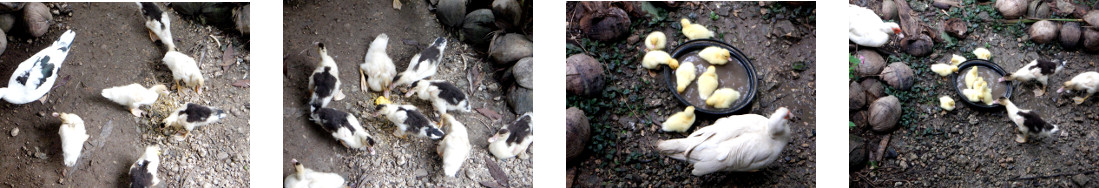 Images of older and younger ducklings
        in tropical backyard