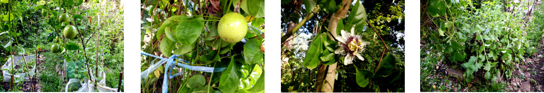 Images of edible plants in tropical
        backyard garden