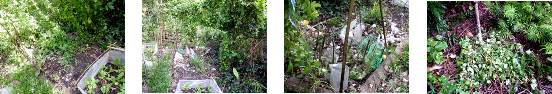 Images of removing unwanted growth in tropical backyard
