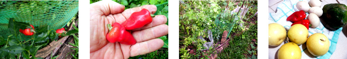 Images of small harvest from tropical backyard
            garden